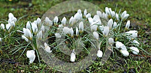 Many white crocuses in drops of water