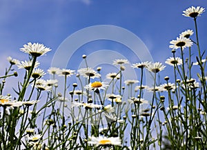 many white daisies against the blue sky
