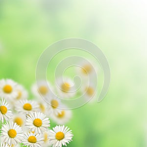 Many White daisies