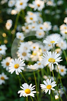 Many white daisies in the garden on a background of grass