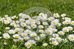 Many white daisies on a meadow. Bellis perennis - Group of daisies on springtime.