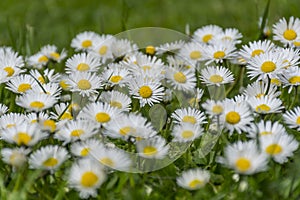 Many white daisies on a meadow. Bellis perennis - Group of daisies on springtime.
