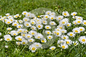 Many white daisies on a meadow. Bellis perennis - Group of daisies on springtime.