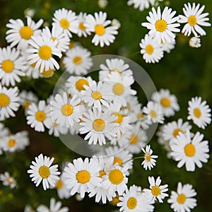 Many white daisies in top view of meadow