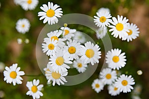 Many white daisies in top view of meadow