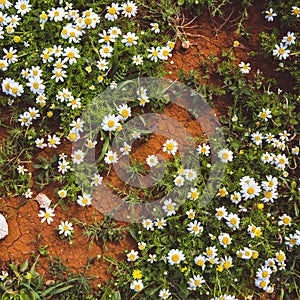 Many white daisies in top view of meadow