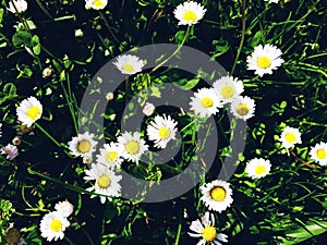 Many white daisies in top view of meadow