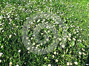 Many white daisies in top view of meadow