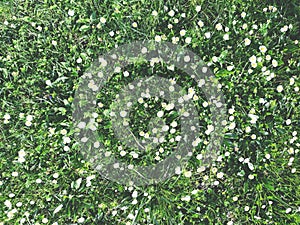 Many white daisies in top view of meadow