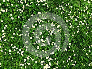 Many white daisies in top view of meadow