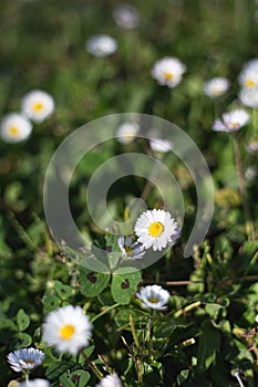 Many white daisy flowers in bloom on a green grass ground close up still