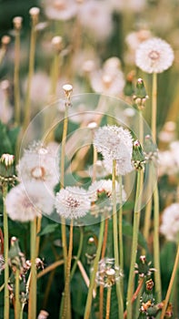 Many white dandelion flowers on a meadow in summer nature in the rays of sunlight at sunset sunrise