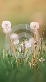 Many white dandelion flowers on a meadow in summer nature in the rays of sunlight at sunset sunrise