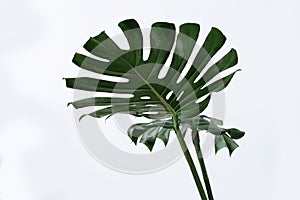 Many white different tropical texture green leaves pattern background natural fine art postcard fresh summer monstera