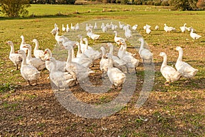 Many white fattening geese on a meadow