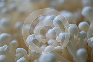 Many white Flammulina velutipes enoki mushroom or needle mushroom background