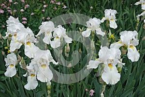 Many white flowers of bearded irises