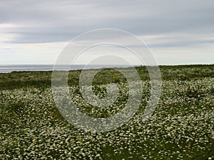 Many white flowers of chamomile on the beach.