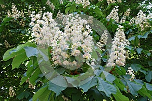 Many white flowers of horse chestnut