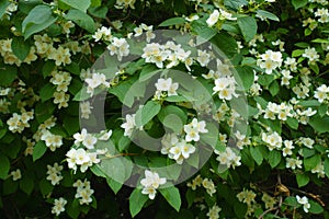 Many white flowers of mock orange in June