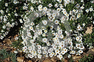 Many white flowers of Symphyotrichum dumosum