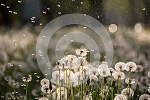 Many white fluffy dandelion flowers on the meadow.