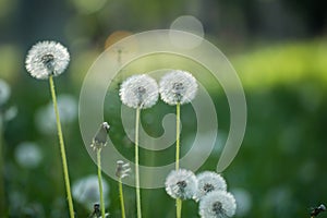 Many white fluffy dandelion flowers on the meadow. A joyous light-hearted mood. Soft selective focus. photo