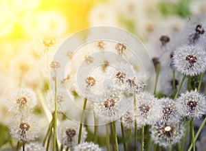 Many white fluffy dandelion flowers on the meadow. A joyous light-hearted mood. Soft selective focus. photo