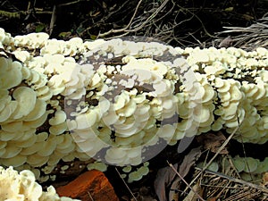 Fungi on a tree cut down.