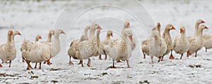 Many white geese on a snovy meadow in winter