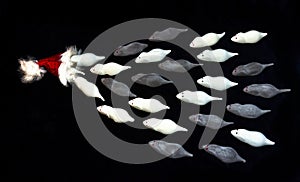 Many white and grey mice of marshmallow are flitting into a red jelly bag cap, black background photo