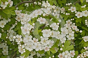 Many white hawthorn blossoms - Crataegus monogyna.