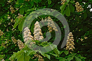 Many white horse chestnut flowers and leafs - Aesculus hippocastanum