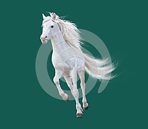 Many white horses running, isolated on white background