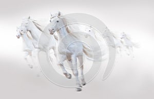 Many white horses running, isolated on white background