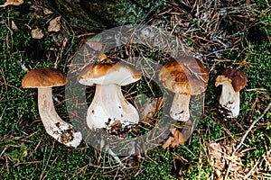 Many White mushroom found in a pine wood. Mushroom growing in the Autumn forest. Group of beautiful mushrooms in the moss. Boletus