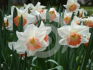 Many White Narcissuses