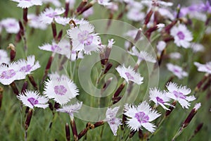 Many white and purple flowers in garden