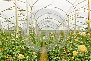 Many white roses on greenhouses, production and cultivation of flowers