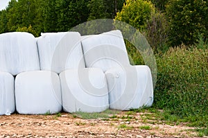 Many white silage bales lie on the field
