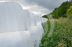 Many white silage bales lie on the field