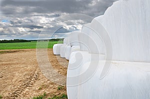 Many white silage bales lie on the field
