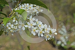 many white small flowers of the bird cherry on a branch