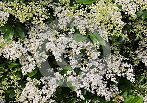 Many white small flowers of privet a flowering plant in the genu