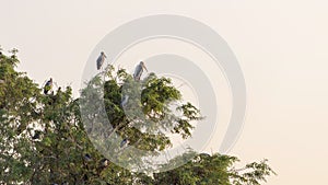 Many White storks nesting on trees