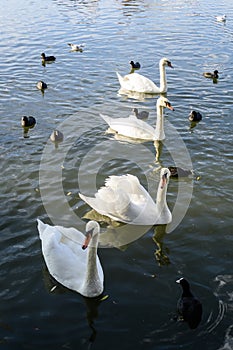Many white swans on Plumbuita lake (Lacul Plumbuita) and park, in Bucharest, Romania, in a sunny autumn day with