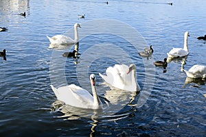 Many white swans on Plumbuita lake (Lacul Plumbuita) and park, in Bucharest, Romania, in a sunny autumn day with