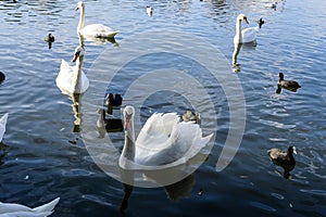 Many white swans on Plumbuita lake (Lacul Plumbuita) and park, in Bucharest, Romania, in a sunny autumn day with