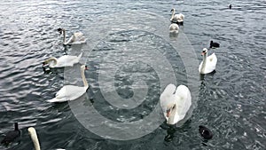 Many white swans swim on the lake