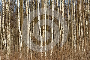 Many white tree trunks, detail of a birch forest in Paldiski, Estonia